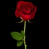 Эмодзи из набора Алиса в стране чудес @Faittereya для Телеграм: Статические 🌹