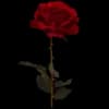 Эмодзи из набора @aestheticaemoji для Телеграм: Статические 🌹