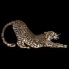 Эмодзи из набора Visit Primorye для Телеграм: Статические 🐆