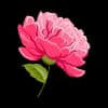Эмодзи из набора Visit Primorye для Телеграм: Статические 🌺