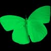 Эмодзи из набора wet floor для Телеграм: Видео, Статические 🦋