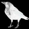 Эмодзи из набора wet floor для Телеграм: Видео, Статические 🐦