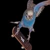 Эмодзи из набора wet floor для Телеграм: Видео, Статические 🦜