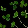 Эмодзи из набора wet floor для Телеграм: Видео, Статические ☘️