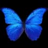 Эмодзи из набора wet floor для Телеграм: Видео, Статические 🦋