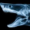 Эмодзи из набора wet floor для Телеграм: Видео, Статические 🦈