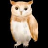 Эмодзи из набора watercolour@albina_rafa_teaching для Телеграм: Статические 🦉
