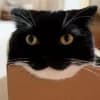 Эмодзи из набора Uni Cat by @raysceo @TgEmodziBot для Телеграм: Статические 🤩