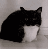 Эмодзи из набора Uni Cat by @raysceo @TgEmodziBot для Телеграм: Статические 🤩