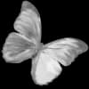 Эмодзи из набора flowers & hearts для Телеграм: Статические 🦋