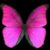 Эмодзи из набора flowers & hearts для Телеграм: Статические 🦋