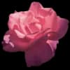 Эмодзи из набора flowers & hearts для Телеграм: Статические 🌸