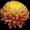 Эмодзи из набора flowers & hearts для Телеграм: Статические 🌺