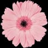 Эмодзи из набора flowers & hearts для Телеграм: Статические 🌸