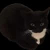 Эмодзи из набора Voices of the void для Телеграм: Статические 😺