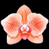Эмодзи из набора Warm @katenergy_8 для Телеграм: Статические 🌸