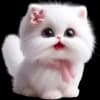 Эмодзи из набора Сладкая киса @Nyasticks для Телеграм: Статические 🤗