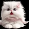 Эмодзи из набора Сладкая киса @Nyasticks для Телеграм: Статические 😨
