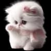 Эмодзи из набора Сладкая киса @Nyasticks для Телеграм: Статические 🥺