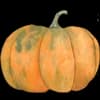 Эмодзи из набора Акварельная осень от @drawenergy для Телеграм: Статические 🎃