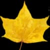 Эмодзи из набора Акварельная осень от @drawenergy для Телеграм: Статические 🍁