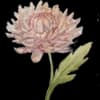 Эмодзи из набора Акварельная осень от @drawenergy для Телеграм: Статические 🌼