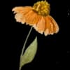 Эмодзи из набора Акварельная осень от @drawenergy для Телеграм: Статические 🌻