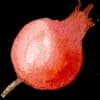 Эмодзи из набора Акварельная осень от @drawenergy для Телеграм: Статические 🍒