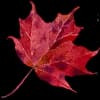 Эмодзи из набора Акварельная осень от @drawenergy для Телеграм: Статические 🍁
