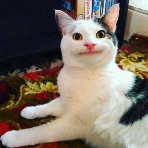 Стикер из набора Bingus favorite’s для Телеграм: Статические 😀