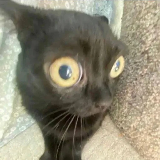 Стикер из набора Bingus favorite’s для Телеграм: Статические 👁