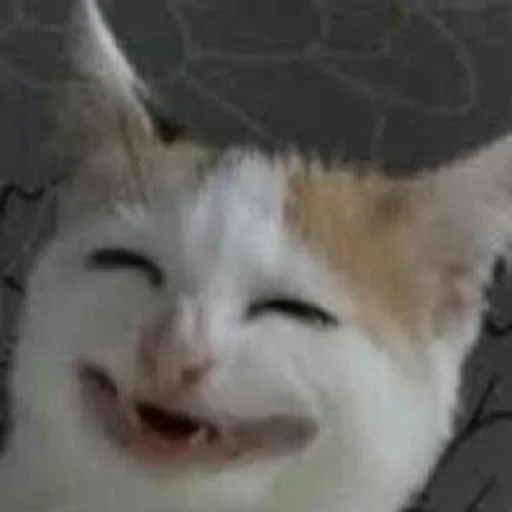 Стикер из набора Bingus favorite’s для Телеграм: Статические 😄