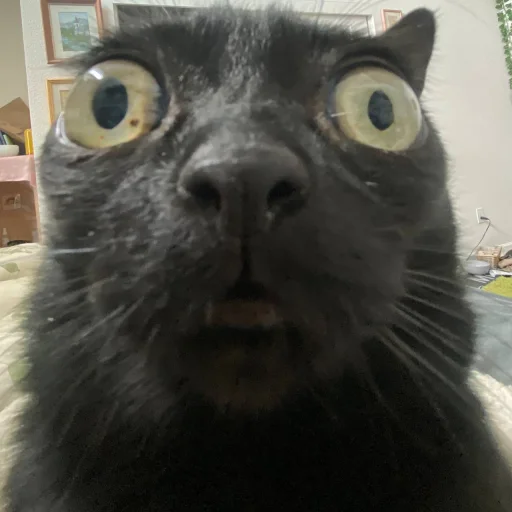 Стикер из набора Bingus favorite’s для Телеграм: Статические 😟
