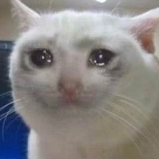 Стикер из набора Bingus favorite’s для Телеграм: Статические 😭