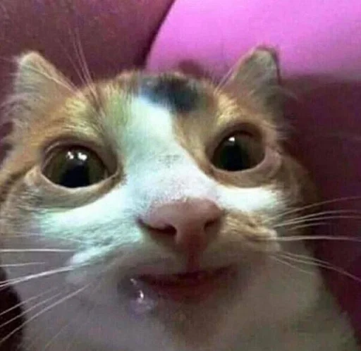 Стикер из набора Bingus favorite’s для Телеграм: Статические 😩