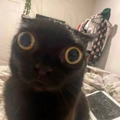 Стикер из набора Bingus favorite’s для Телеграм: Статические 👁