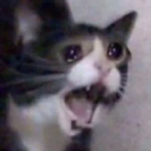 Стикер из набора Bingus favorite’s для Телеграм: Статические 😭