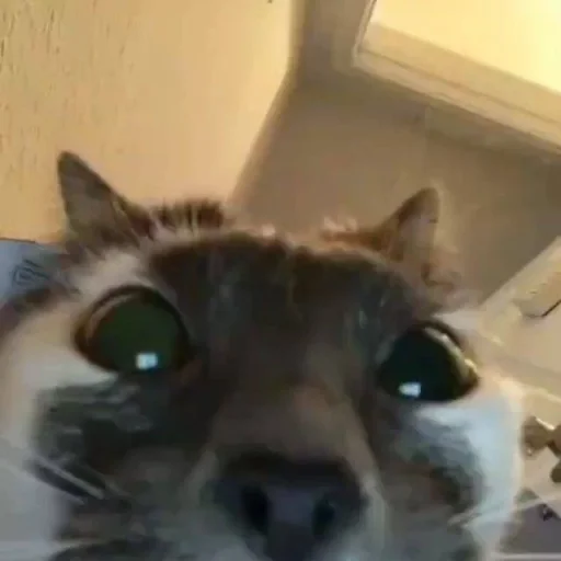 Стикер из набора Bingus favorite’s для Телеграм: Статические 👀