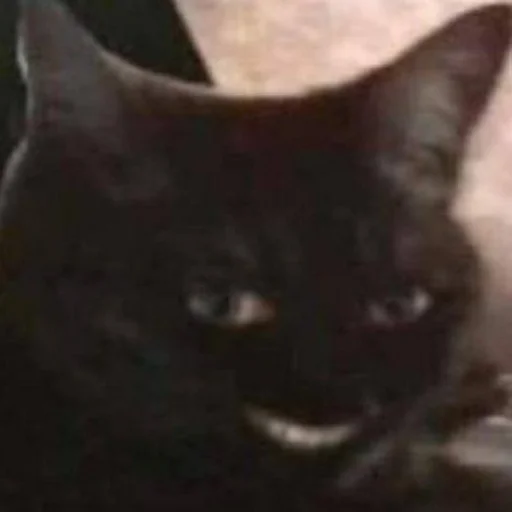 Стикер из набора Bingus favorite’s для Телеграм: Статические 🌚