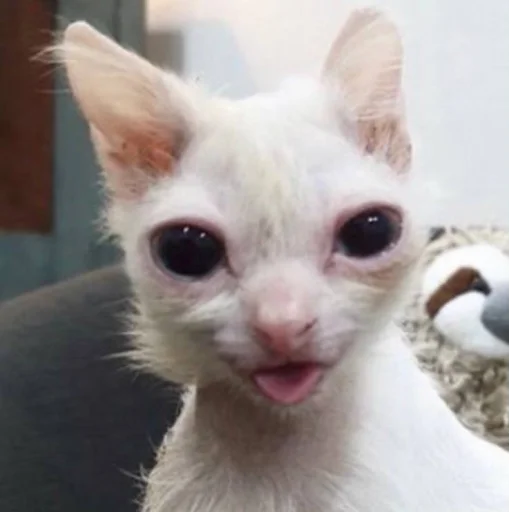 Стикер из набора Bingus favorite’s для Телеграм: Статические 🤪