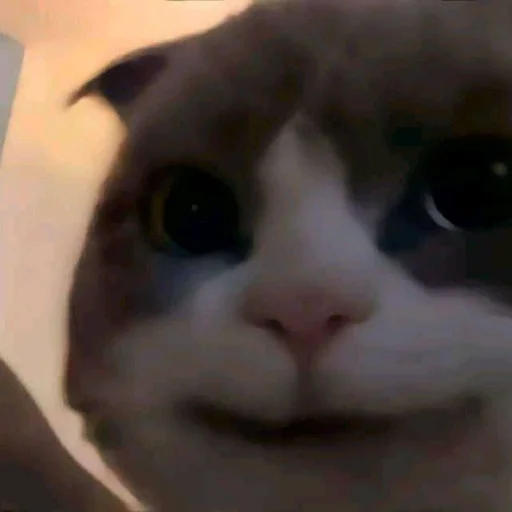 Стикер из набора Bingus favorite’s для Телеграм: Статические 🙃