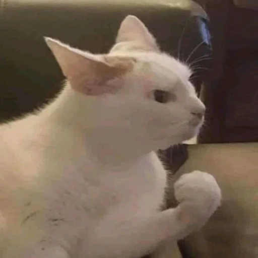 Стикер из набора Bingus favorite’s для Телеграм: Статические 😠