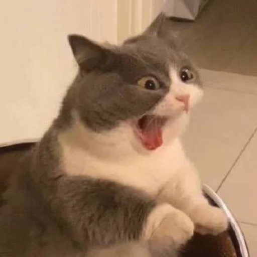 Стикер из набора Bingus favorite’s для Телеграм: Статические 🙀