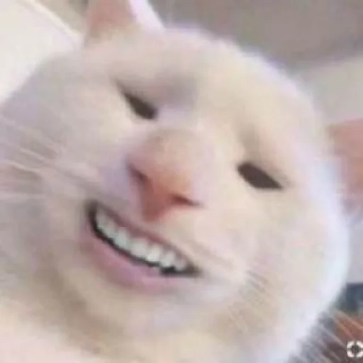 Стикер из набора Bingus favorite’s для Телеграм: Статические 🌚