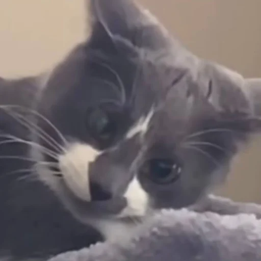Стикер из набора Bingus favorite’s для Телеграм: Статические 😤