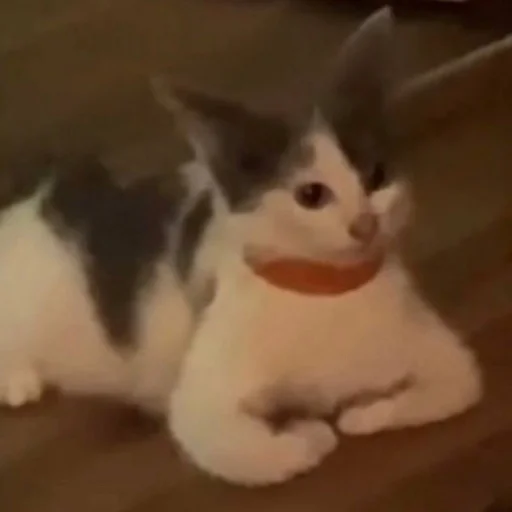 Стикер из набора Bingus favorite’s для Телеграм: Статические 😶