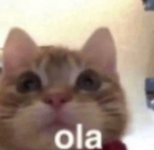 Стикер из набора Bingus favorite’s для Телеграм: Статические 👋