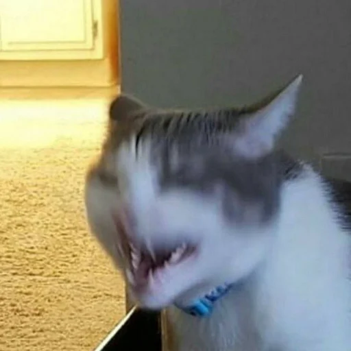 Стикер из набора Bingus favorite’s для Телеграм: Статические 🤣