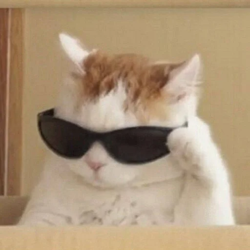 Стикер из набора Bingus favorite’s для Телеграм: Статические 😎
