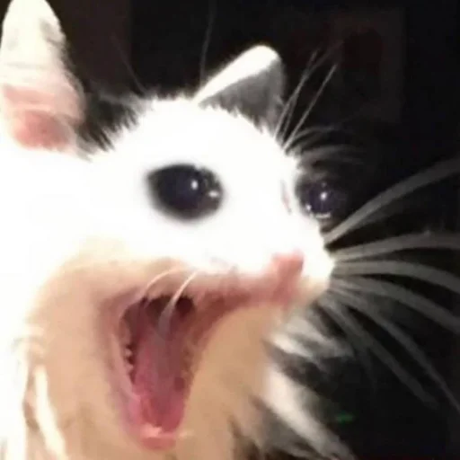 Стикер из набора Bingus favorite’s для Телеграм: Статические 😭